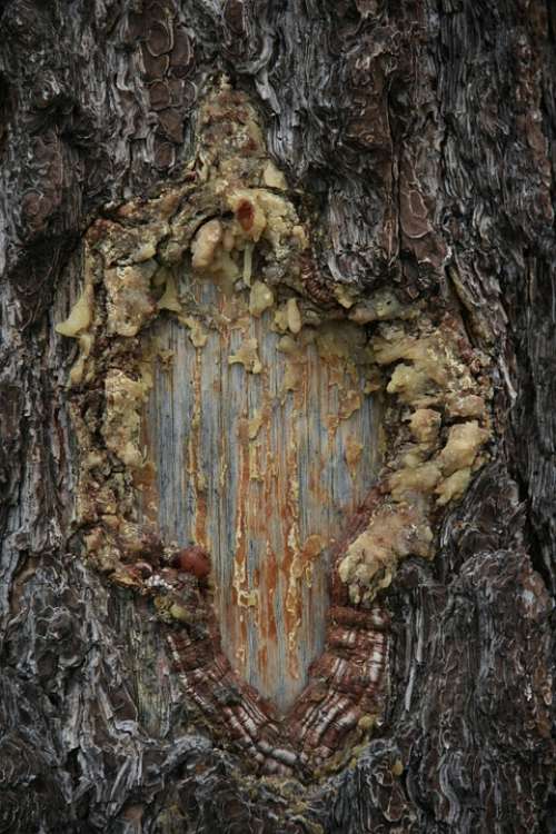 Resin Tree Trunk Nature Forest Woods Wood