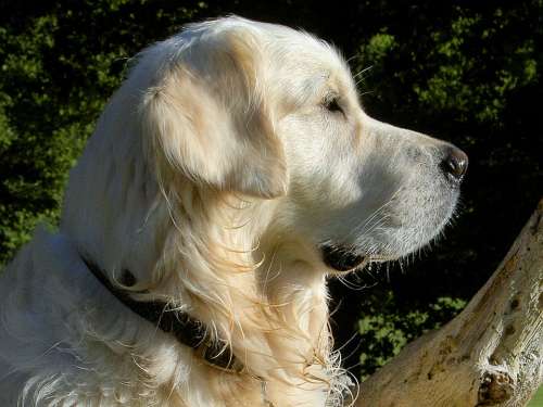 Retriever Canine Dog Pet White Alert