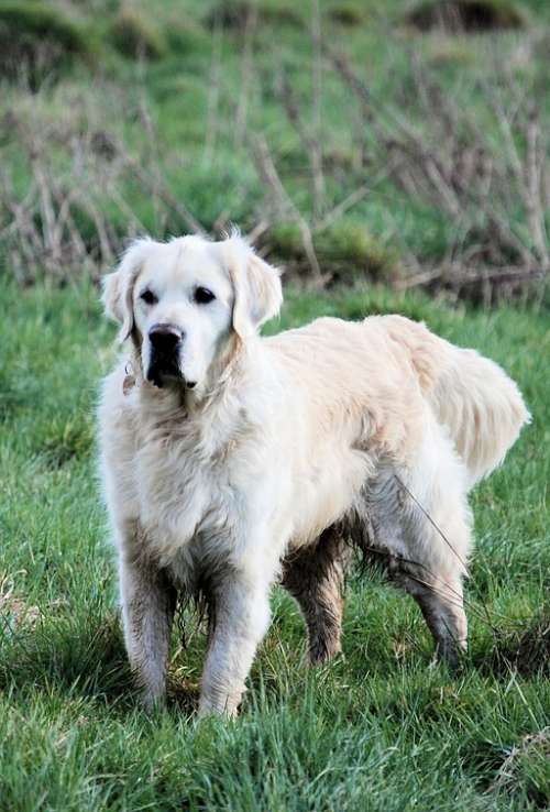 Retriever Canine Pet Dog White Alert