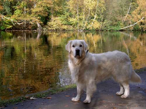 Retriever Canine Dog Pet