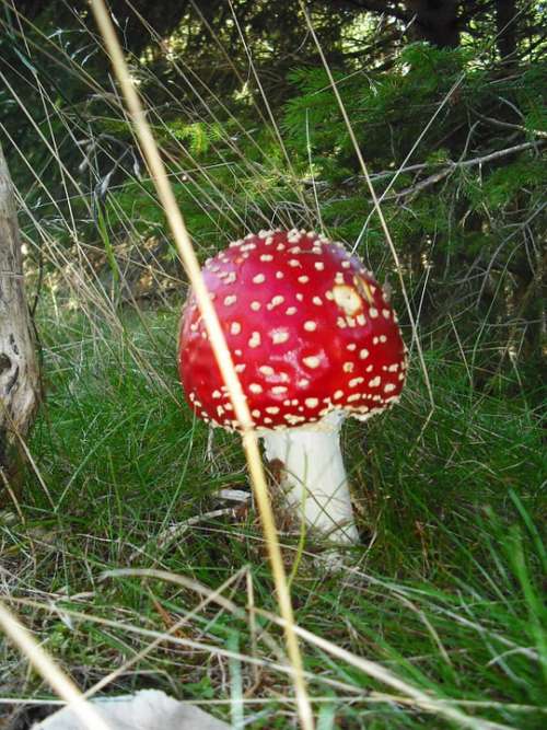 Retro Mushrooms Fungus Poisonous Mushroom