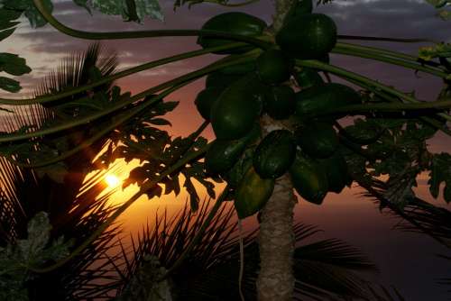 Reunion Island Sunset Evening Inflamed Sun Ocean
