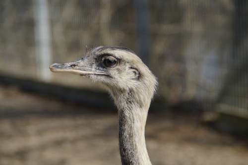 Rhea Bird Bird Flightless Bird Animal Neck Head