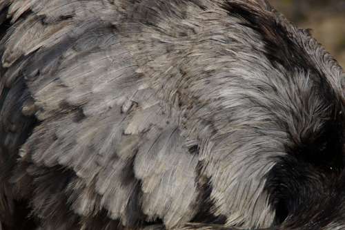 Rhea Bird Plumage Feather Close Up Structure