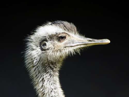 Rhea Bird Close Up Flightless Bird Ratites