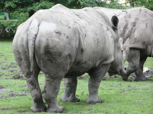 Rhino Rhinoceros Zoo Rump