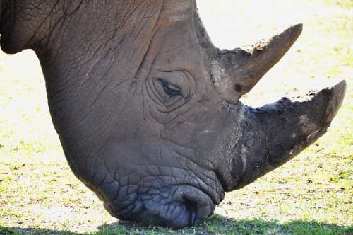 Rhino Zoo Animals Mammal Horn