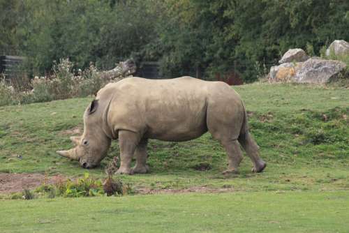 Rhino Animal Zoo Rhinoceros Africa