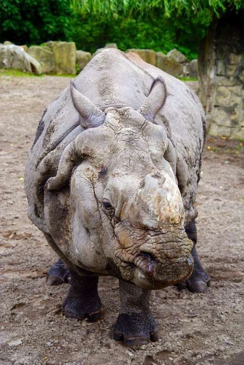 Rhino Fauna Nature Animal