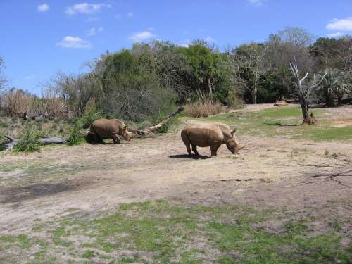 Rhino Rhinoceros Safari Wildlife Animal Africa