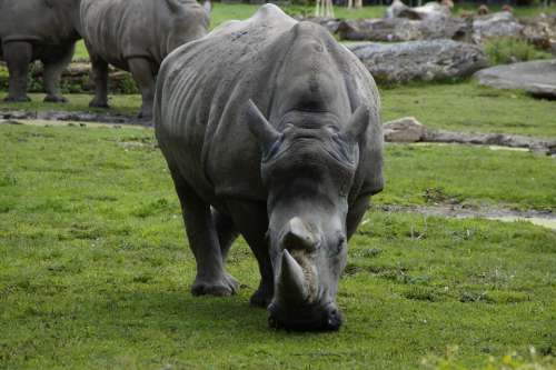 Rhino Close Up Horn Horns Pachyderm