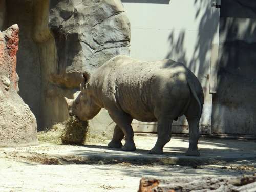 Rhino Eating Zoo Animal Nature Hungry