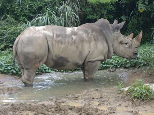 Rhinoceros Animal Africa Horn Huge Mammal