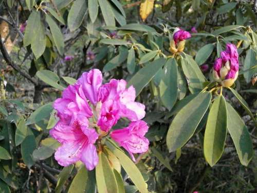 Rhododendron Spring Flowers Ericaceae Pink Garden