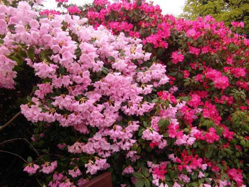 Rhododendron Japanese Garden Flowers Spring Plant