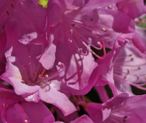 Rhododendron Flower Spring Pink Nature Blossom