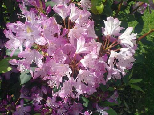Rhododendron Pink Vernal