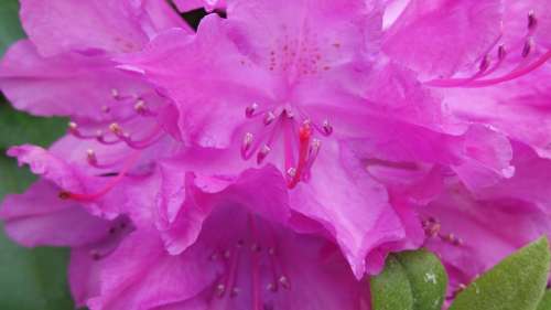 Rhododendron Lure Blossom Bloom Stamp Spring Pink