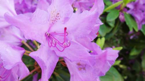 Rhododendron Purple Lure Spring Garden Blossom