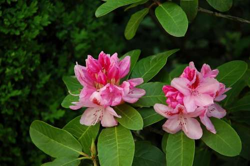 Rhododendron Pink Blossom Bloom Plant Bloom