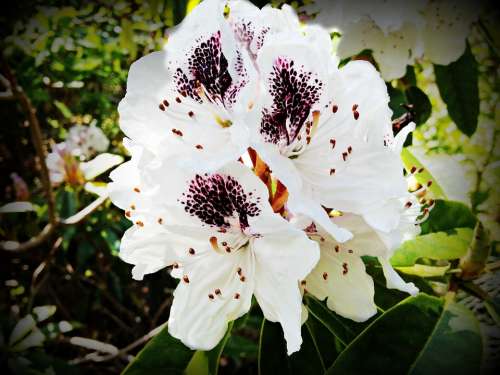 Rhododendron Blossom Bloom White Spotted