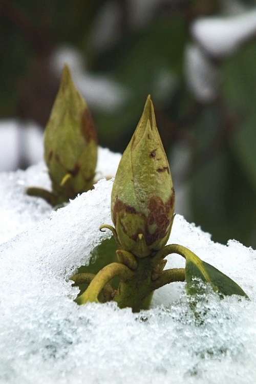 Rhododendron Bud Plant Ice Snow