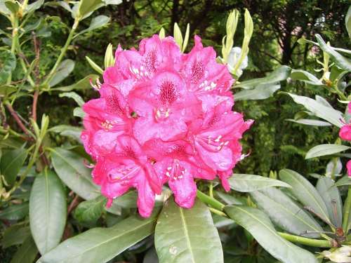 Rhododendron Flowers Close Up Plant Pink
