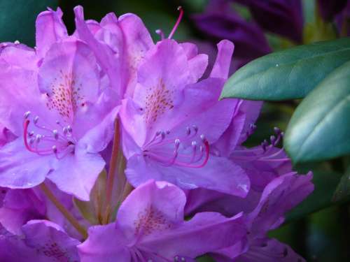 Rhododendron Flowers Close Up Plant Garden