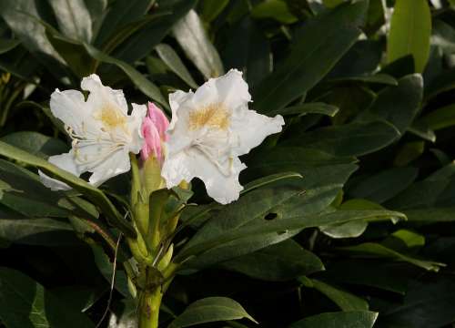 Rhododendron Rhododendron Hirsutum Blossom Bloom