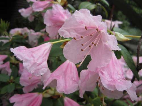 Rhododendron Plant Blossom Bloom Pink Garden