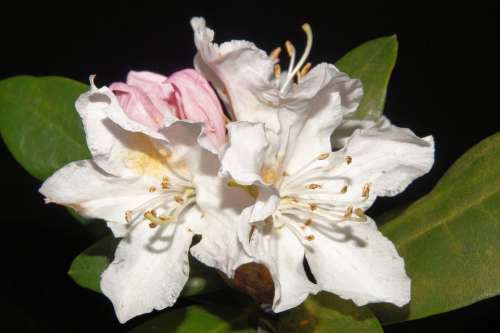 Rhododendron Flowers Close Up White Bright