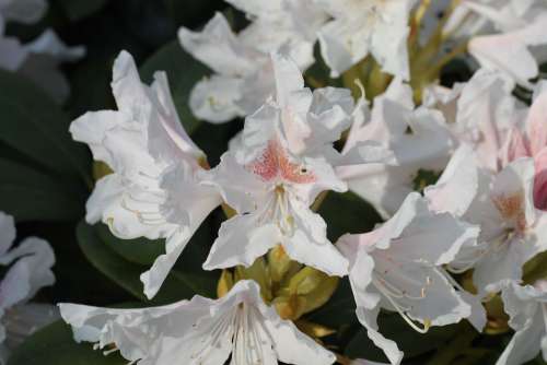 Rhododendron Nature Plant Green