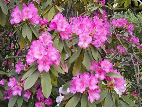 Rhododendron Rhododendrons Ericaceae Spring Flowers