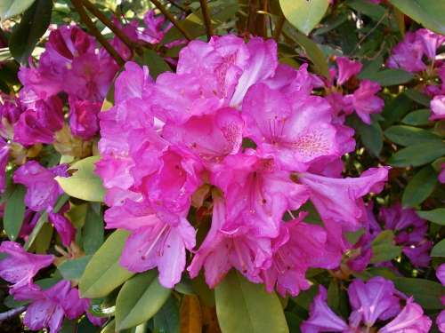 Rhododendron Rhododendrons Ericaceae Spring Flowers