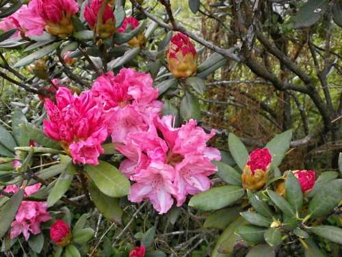 Rhododendron Rhododendrons Ericaceae Spring Flowers