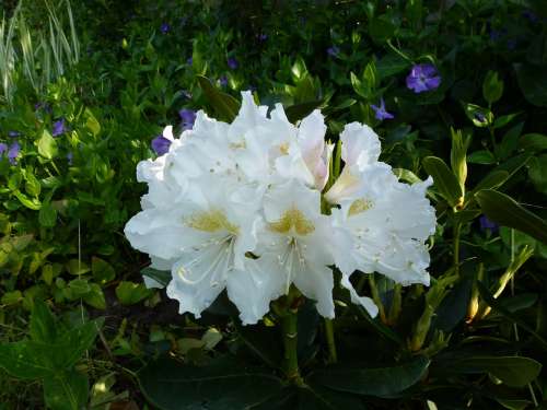 Rhododendron Blossom Bloom White Flower