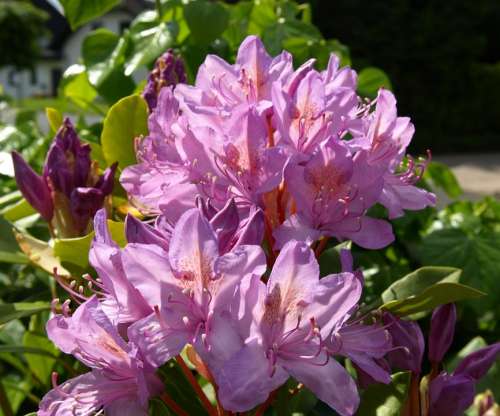 Rhododendron Blossom Bloom Tender Violet Bloom