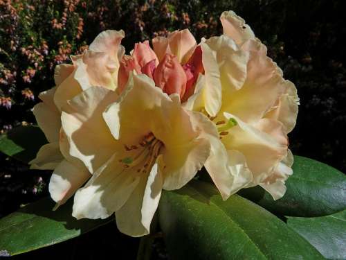 Rhododendron Flowers Macro Garden Nature Plants