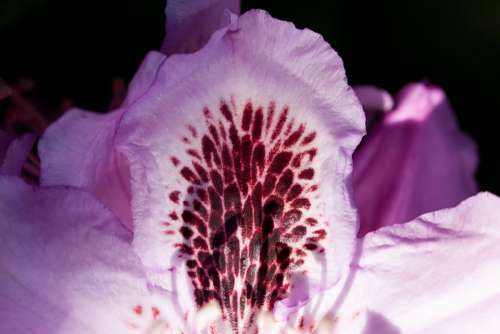 Rhododendron Single Flower Blossom Bloom Genus