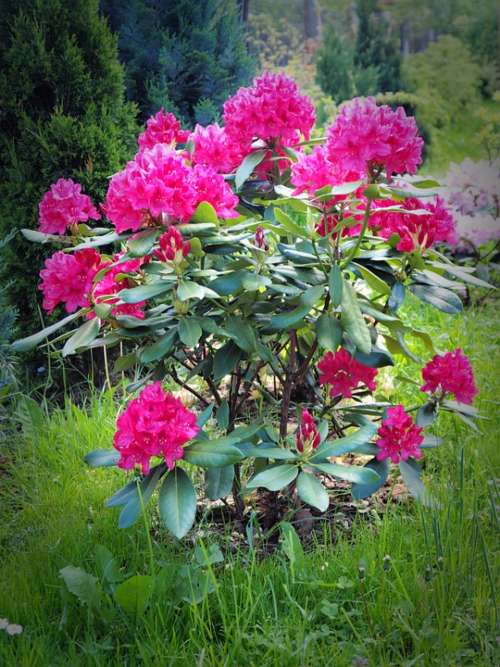 Rhododendron Flowers Plant Flowering Pink Nature
