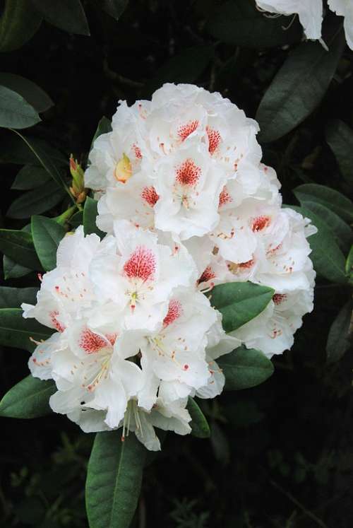 Rhododendron Shrub Evergreen Bush White Flower