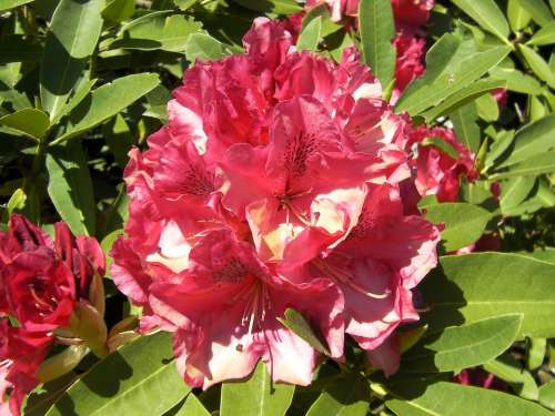 Rhododendron Rhododendron Ferrugineum Flowers Bloom