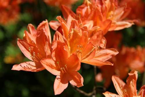 Rhododendron Flower Spring