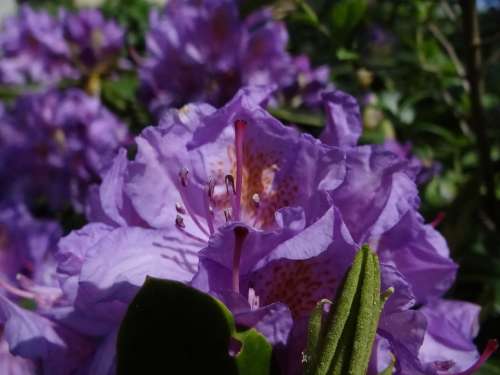Rhododendron Purple Plant Violet Bed Gardens