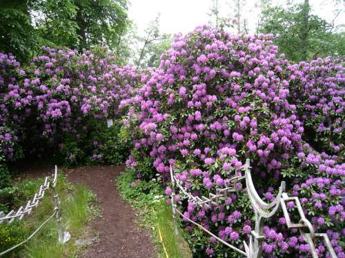 Rhododendron Shrubs Flowering Flowers Purple Bro