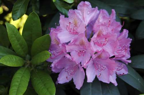 Rhododendron Flower Purple Tender Large Plant