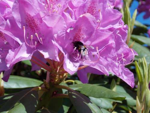 Rhododendron With Hummel Pink Blossom Bloom