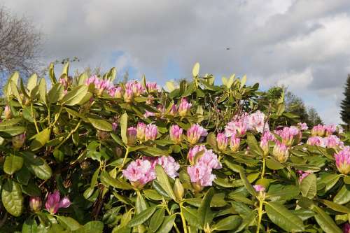 Rhododendrons Bush Flowers Pink Tender