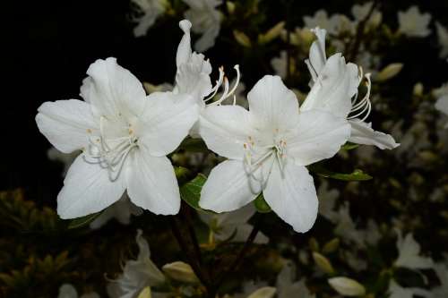 Rhododendrons Bush Flowers White Tender