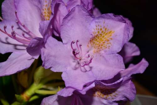 Rhododendrons Flowers Tender Frühlingsanfang Pink